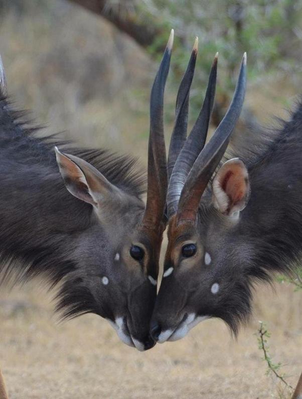 Weltevreden Game Lodge 블룸폰테인 외부 사진