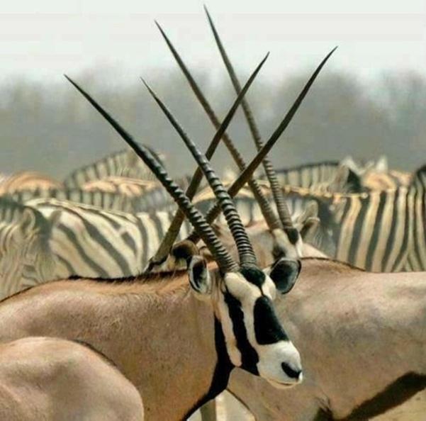 Weltevreden Game Lodge 블룸폰테인 외부 사진